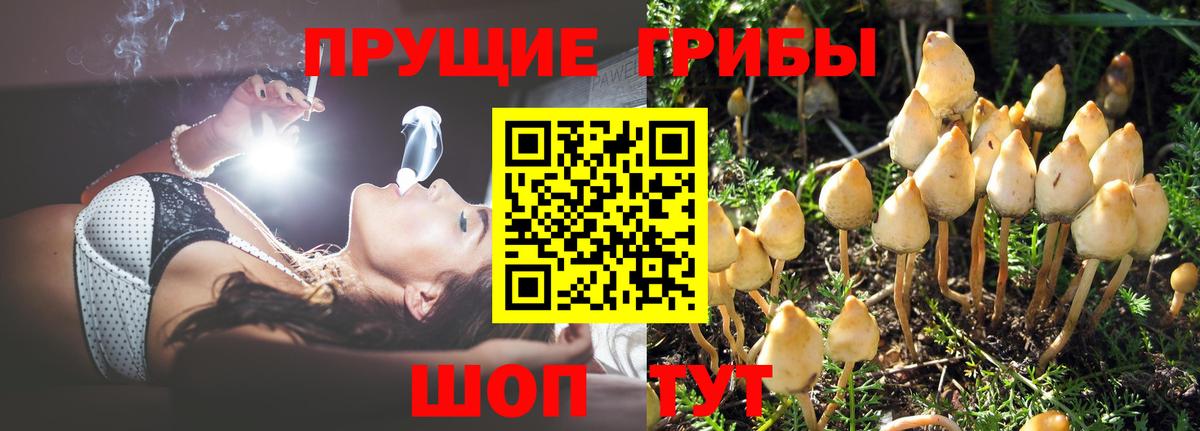 Лосино-Петровский  Псилоцибиновые грибы Cubensis  Галлюциногенные грибы Cubensis  Вход с VPN 